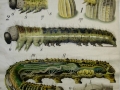 P.Pfurtscheller